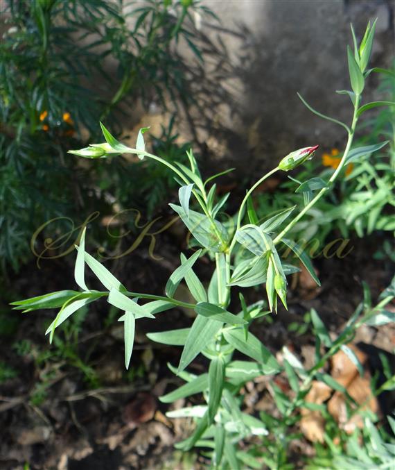  Plant